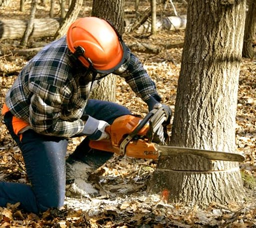 Tree Removal in Chandler, TX